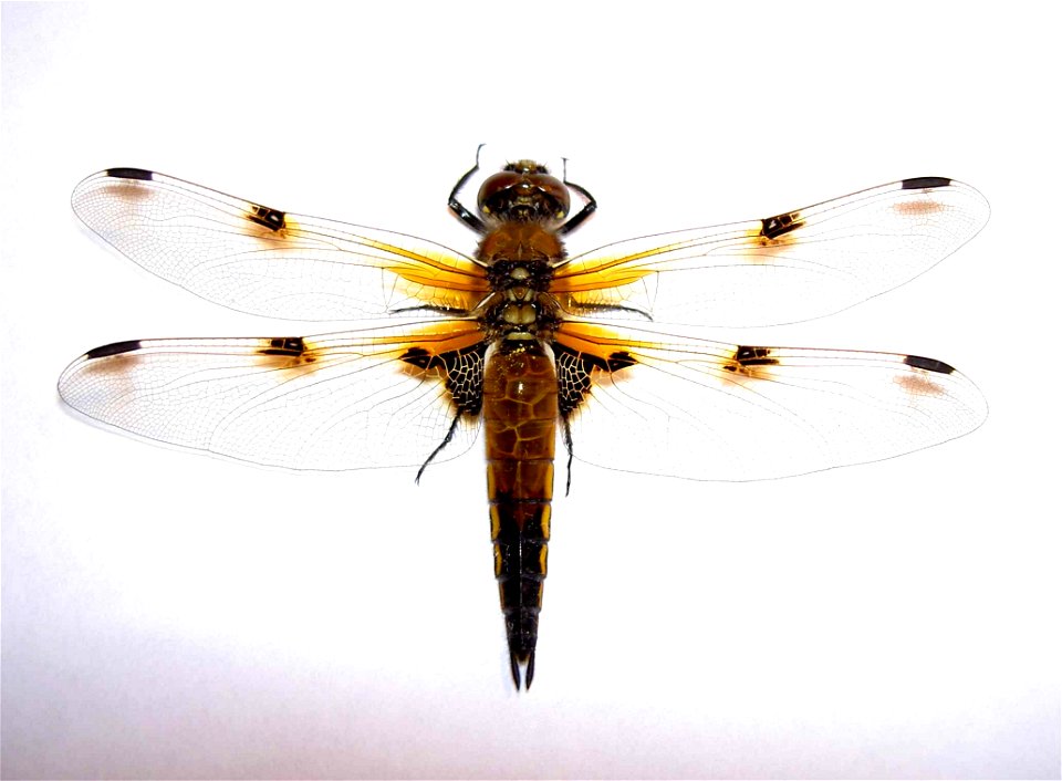 Vierfleck (Libellula quadrimaculata)
Familie der Segellibellen (Libellulidae)
Unterordnung der Großlibellen (Anisoptera)

Ordnung Odonata (Libellen)