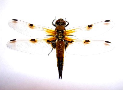 Vierfleck (Libellula quadrimaculata) Familie der Segellibellen (Libellulidae) Unterordnung der Großlibellen (Anisoptera) Ordnung Odonata (Libellen) photo