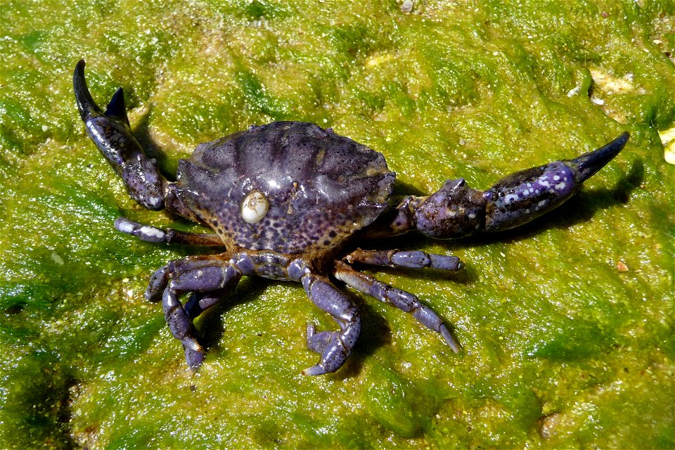 Jaguar round crab Xantho poressa. The Black sea.