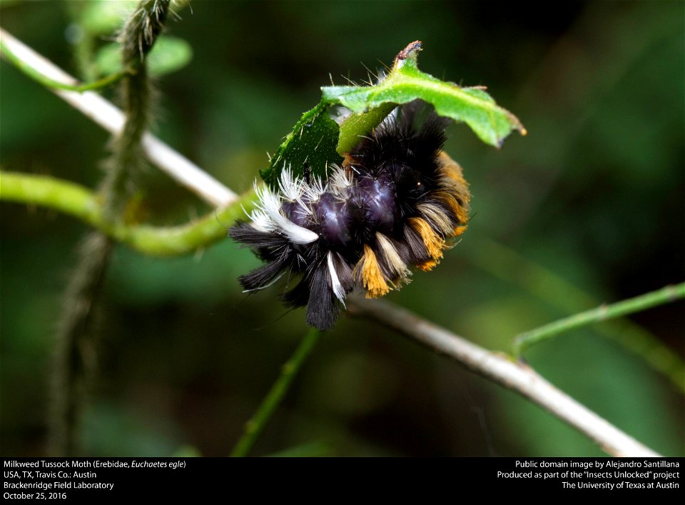 USA, TX, Travis Co.: Austin
Brackenridge Field Laboratory

25-x-2016