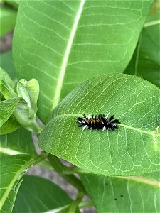 One speciman of Euchaetes egle on leaf of Milkweed plant