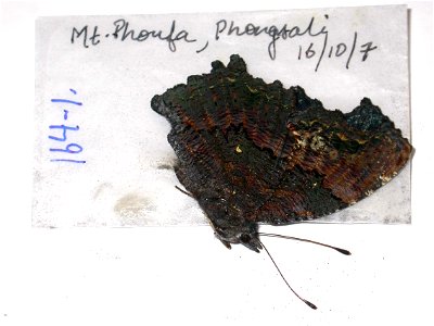 LAOS. Phongsali, Mt. Phoufa, BMC 2009, <a href="http://nymphalidae.utu.fi/story.php?code=NW164-1" rel="nofollow">see in our database</a> photo