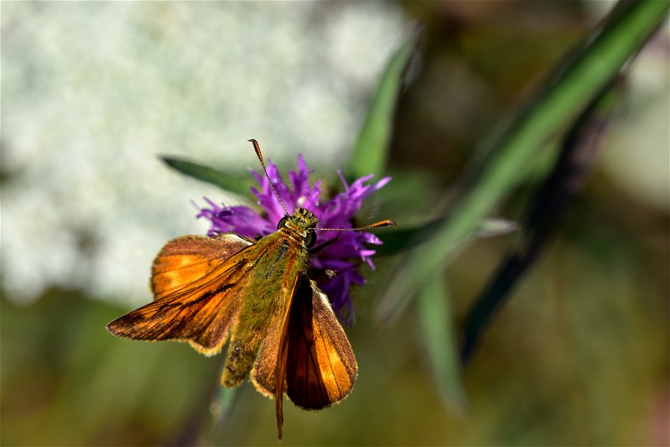 Living Insects on flower.