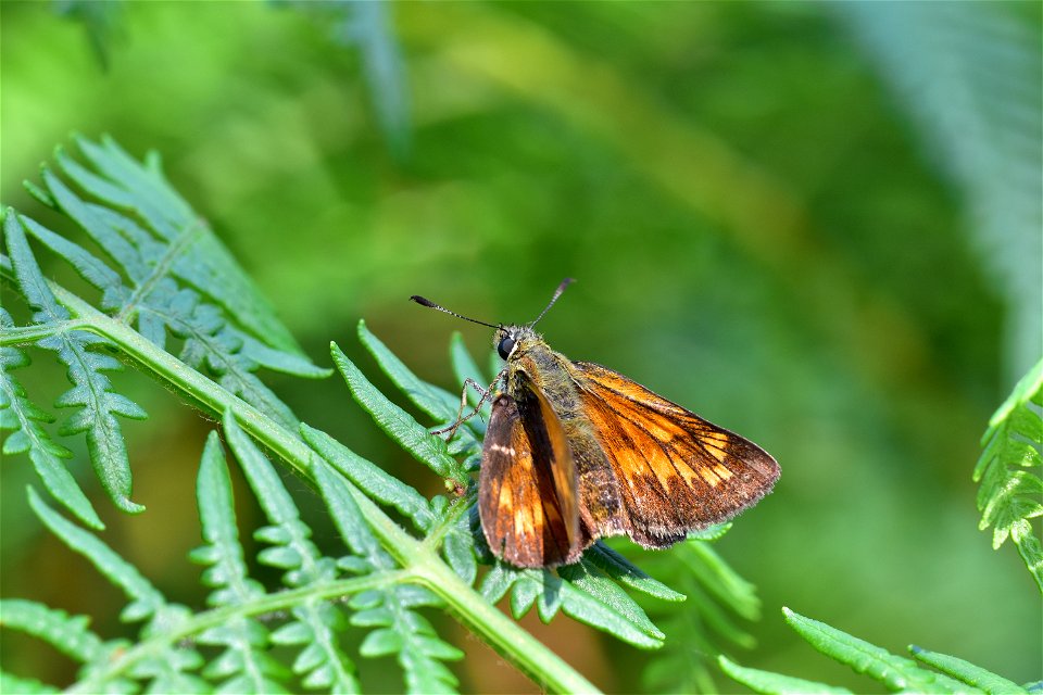 Living Insects on flower.