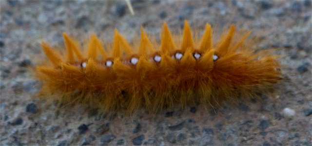 orange caterpillar, shot at Adriatic see