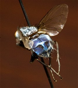 Dorsocaudal view of Calliphora livida photo