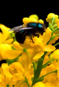 Image title: Osmia ribifloris bee on barberry flower
Image from Public domain images website, http://www.public-domain-image.com/full-image/fauna-animals-public-domain-images-pictures/insects-and-bugs