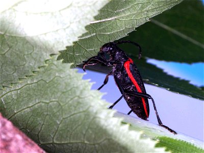 Image title: Valley elderberry longhorn beetle insect desmocerus californicus dimorphus Image from Public domain images website, http://www.public-domain-image.com/full-image/fauna-animals-public-doma photo