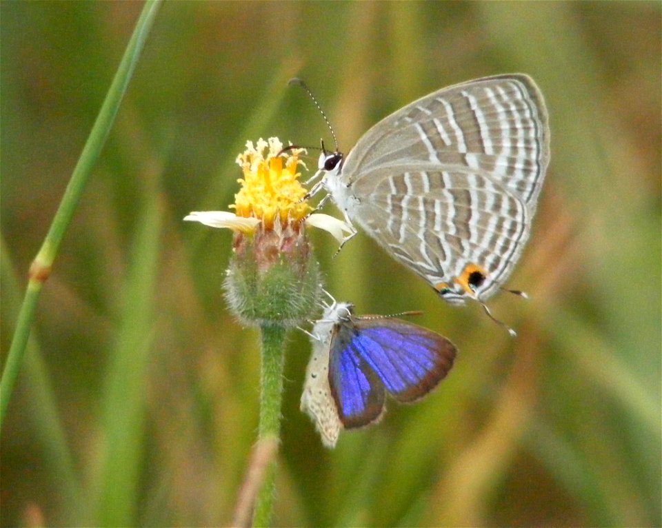 Common Cerulean with  Dark Grass Blue_Zizeeria karsandra