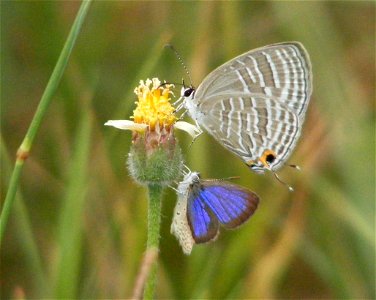 Common Cerulean with Dark Grass Blue_Zizeeria karsandra photo