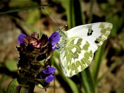 Bath White (Pontia daplidice) photo