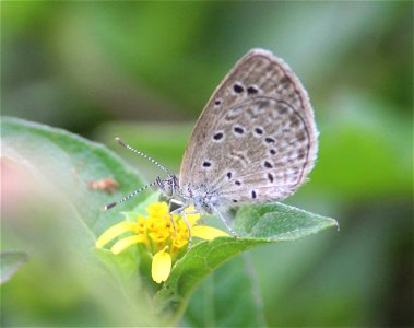 Zizeeria karsandra (Moore, 1865) – Dark Grass Blue photo