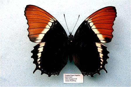 London Pupae Supplies.     <a href="http://nymphalidae.utu.fi/story.php?code=NW64-8" rel="nofollow">see in our database</a>