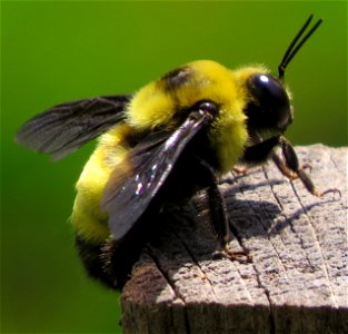 Black-and-gold Bumble Bee (Bombus auricomus)