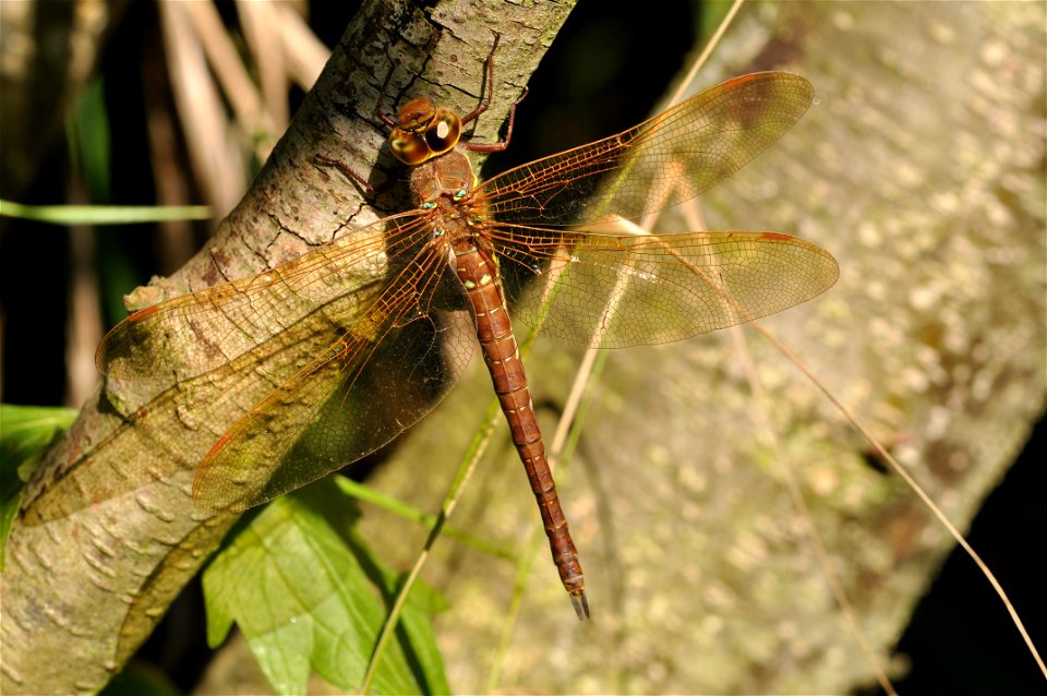 Brown Hawker resting female in Kirchwerder, Hamburg