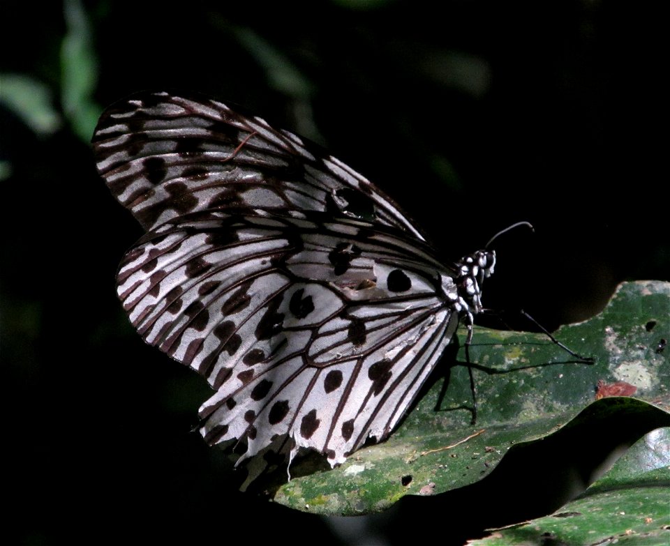 Malabar Tree Nymph (Idea malabarica)