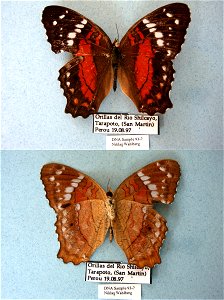 PERU. San Martin, Tarapoto, Shilcayo, <a href="http://nymphalidae.utu.fi/story.php?code=NW93-7" rel="nofollow">see in our database</a> photo