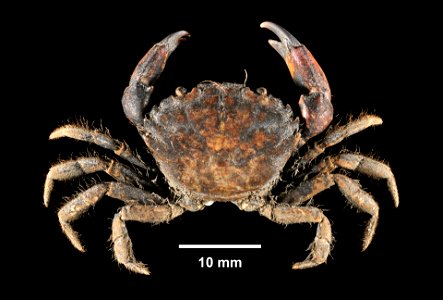 PRESERVED_SPECIMEN; ; 70% alc.->dry; Det. by: Daniel J. Drew 2015; GM Image; IZ number 76974; lot count 1; male; 2015-07-07T00:00:00Z