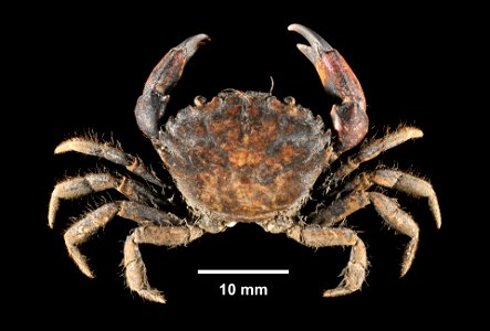 PRESERVED_SPECIMEN; ; 70% alc.->dry; Det. by: Daniel J. Drew 2015; GM Image; IZ number 76974; lot count 1; male; 2015-07-07T00:00:00Z photo