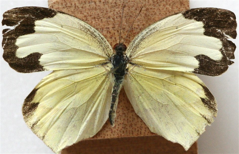 Female Mexican Yellow, Eurema mexicana.