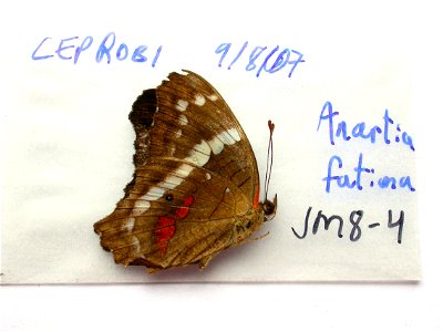 MEXICO. CEPROBI, <a href="http://nymphalidae.utu.fi/story.php?code=JM8-4" rel="nofollow">see in our database</a> photo