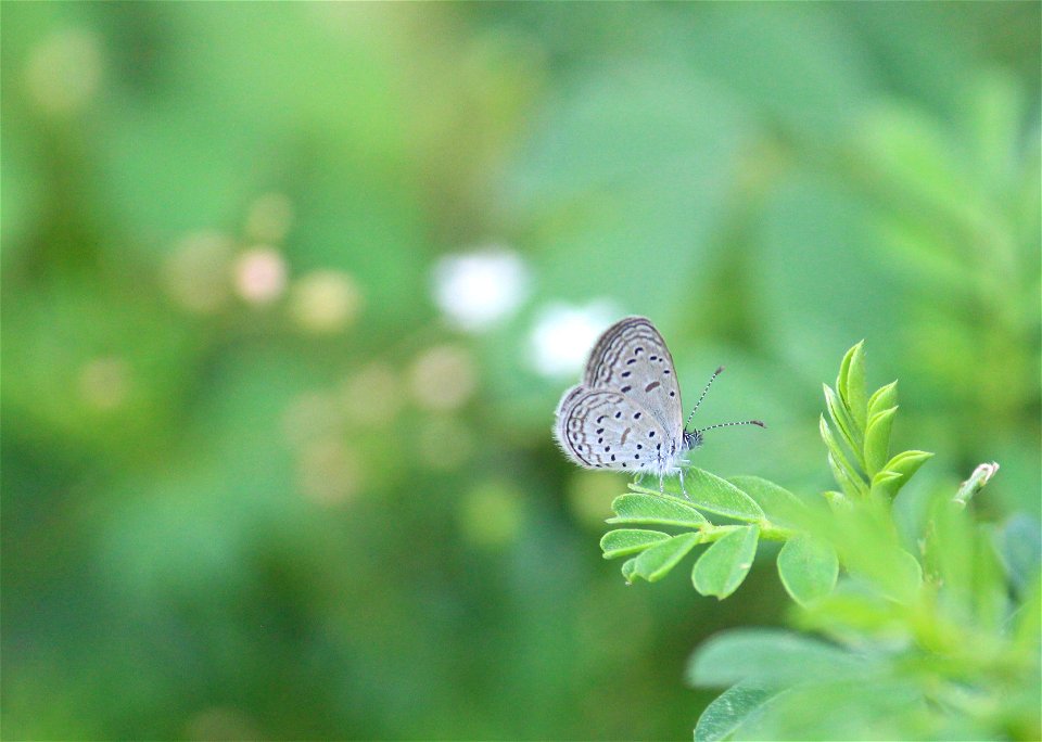 Zizula hylax (Fabricius, 1775) – Tiny Grass Blue