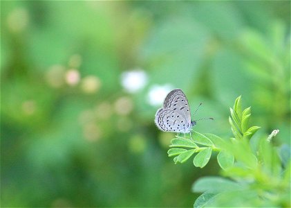 Zizula hylax (Fabricius, 1775) – Tiny Grass Blue photo