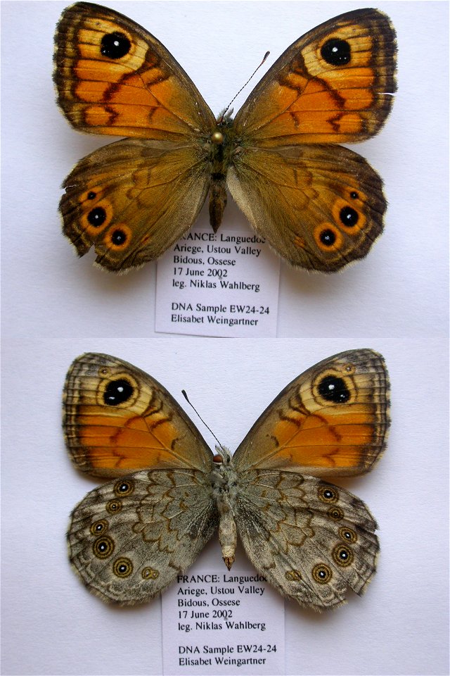 France.  Languedoc, Ariege 09, Ustou, path from village of Bidous to OssÃ©se, 700-990m,  Syst Ent 2006,   <a href="http://nymphalidae.utu.fi/story.php?code=EW24-24" rel="nofollow">see in our dat