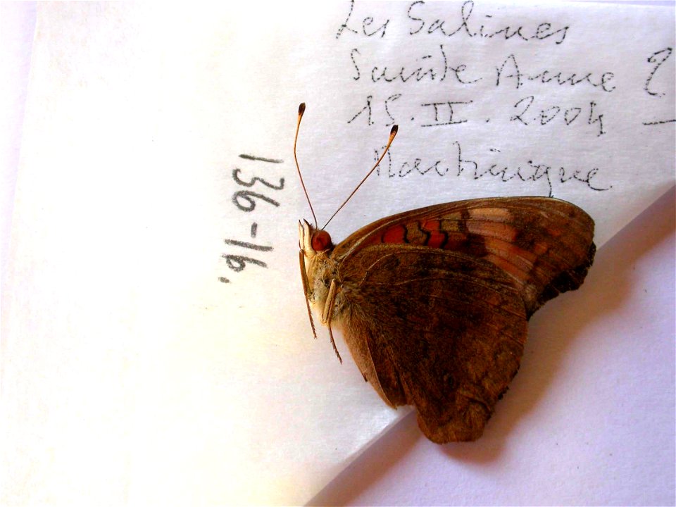 MARTINIQUE.   Les Salines, Sunite Aune, #279,  JEB 2007,  Exemplar,  <a href="http://nymphalidae.utu.fi/story.php?code=NW136-16" rel="nofollow">see in our database</a>