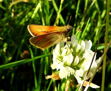 Small Skipper butterfly photo