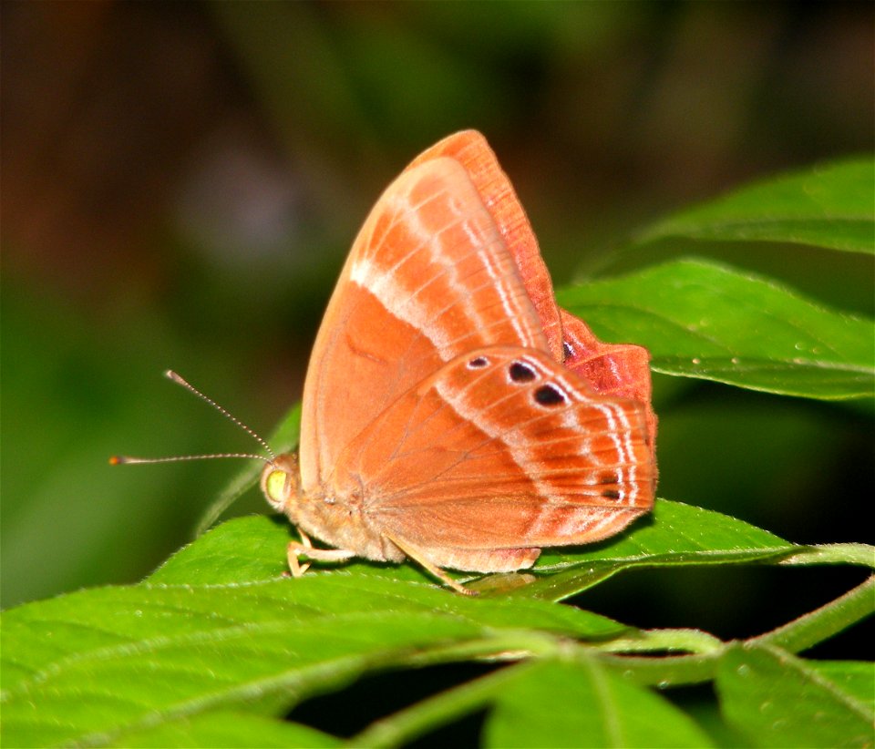 Plum Judy_Abisara echerius