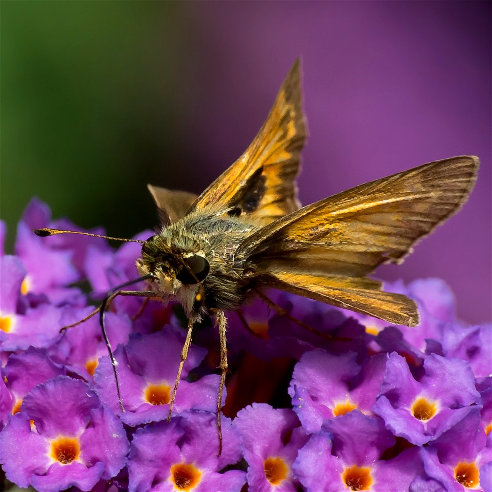 A Sachem Butterfly or Skipper (Atalopedes campestris). Photo taken with an Olympus E-5 in Caldwell County, NC, USA.Cropping and post-processing performed with Adobe Lightroom.