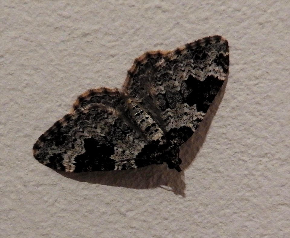 Xanthorhoe fluctuata

Braintree, Essex, UK