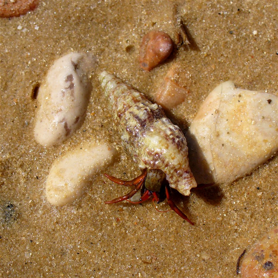 Hermit crab Clibanarius erythropus. The Black sea.