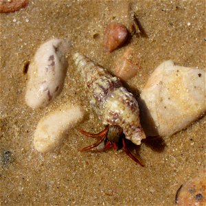 Hermit crab Clibanarius erythropus. The Black sea. photo