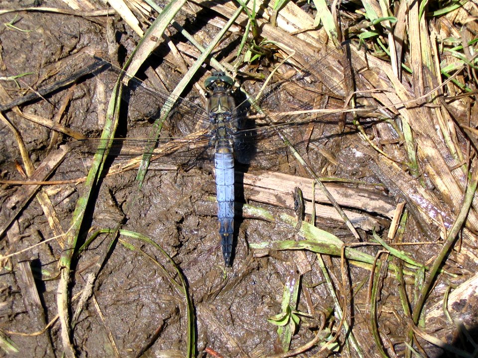 Orthetrum cancellatum
