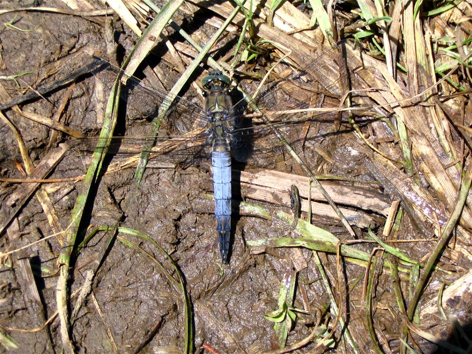 Orthetrum cancellatum photo