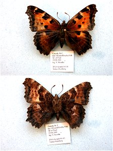 CANADA.  km 3 Pend-d'Oreille FSR, SE of Trail, B. C.,    <a href="http://nymphalidae.utu.fi/story.php?code=NW81-10" rel="nofollow">see in our database</a>