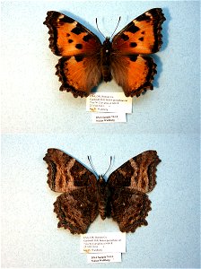 UNITED STATES OF AMERICA.  Benton Co., OR,  Cladistics 2003, BJLS 2005, BMC 2009,  Exemplar,  <a href="http://nymphalidae.utu.fi/story.php?code=NW74-14" rel="nofollow">see in our database</a&