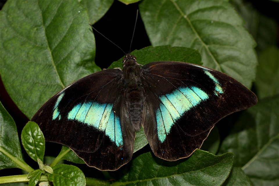 Archaeoprepona demophon. Photographié au Jardin botanique de Montréal.