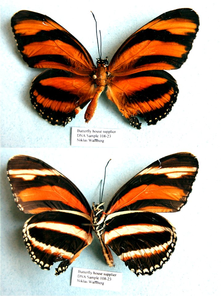 PRS 2009,  Exemplar,  <a href="http://nymphalidae.utu.fi/story.php?code=NW108-23" rel="nofollow">see in our database</a>