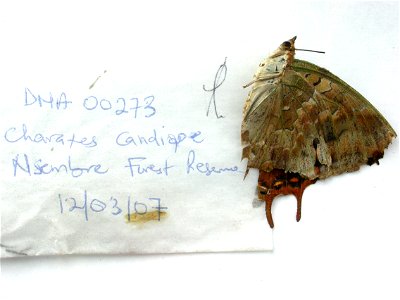 GHANA.  Nsemre,  MPE 2009,   <a href="http://nymphalidae.utu.fi/story.php?code=KAP273" rel="nofollow">see in our database</a>