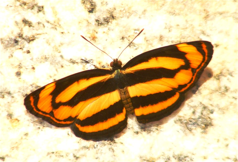 Common Lascar_Pantoporia hordonia