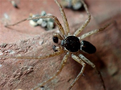 Eurasian Running Crab Spider (Philodromus dispar) photo