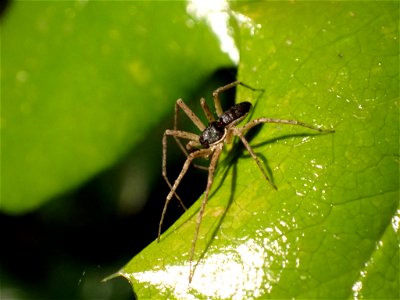 Eurasian Running Crab Spider (Philodromus dispar) photo