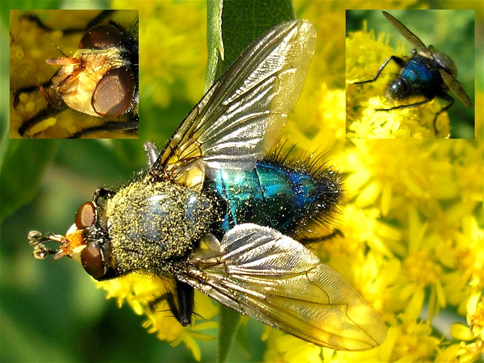 Male  (Linnaeus 1761) : synonym Cynomyia mortuorum (det. Theo Zeegers). Family Calliphoridae. 
Location: Unused patch of land of business park "Boeldershoek" near Hengelo (Overijssel) in the Neth