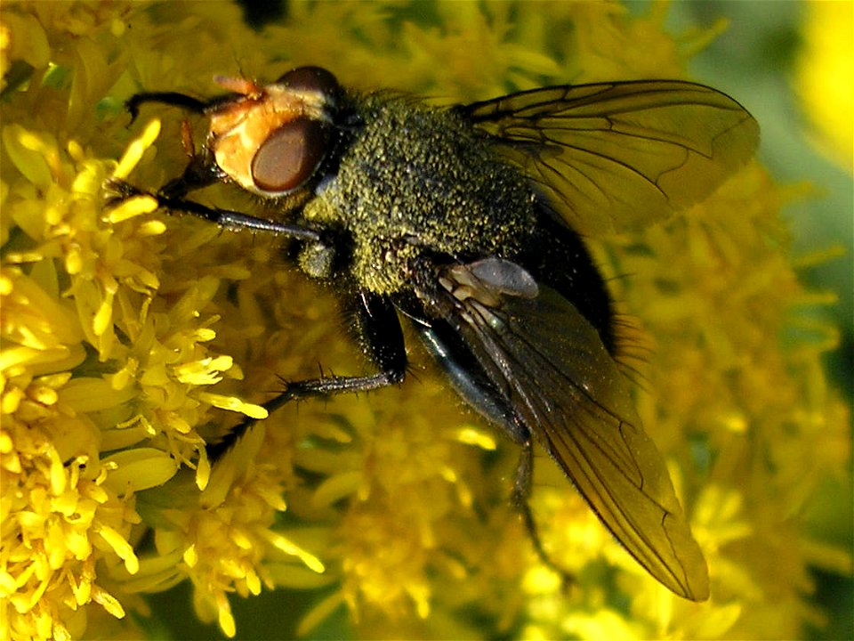 Male  (Linnaeus 1761) : synonym Cynomyia mortuorum (det. Theo Zeegers). Family Calliphoridae. 
Location: Unused patch of land of business park "Boeldershoek" near Hengelo (Overijssel) in the Neth