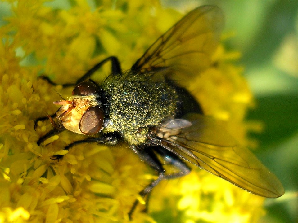 Male  (Linnaeus 1761) : synonym Cynomyia mortuorum (det. Theo Zeegers). Family Calliphoridae. 
Location: Unused patch of land of business park "Boeldershoek" near Hengelo (Overijssel) in the Neth