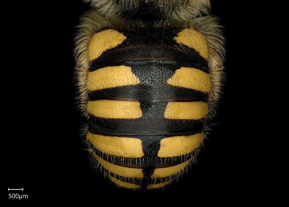 Anthidium florentinum, Männchen. Abdomen