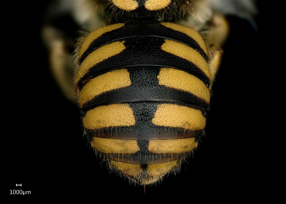 Anthidium florentinum, Weibchen. Abdomen
